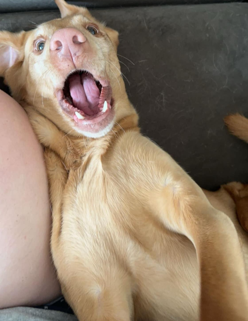 a tan dog with a WOW look on his face