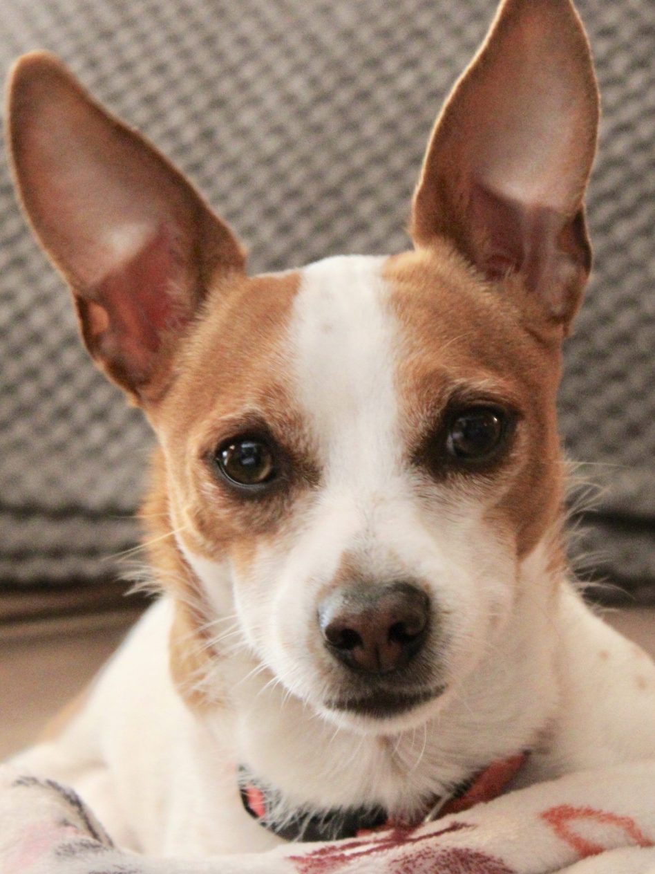 100.jpeg-Scooter-the-puppy-13-younger-PetsAnimalsThird-Place-G.-Guenther-copy