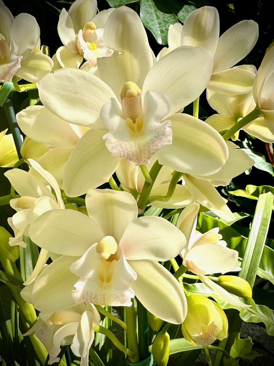 114.jpg-Yellow-orchids-13-younger-Landscape-Third-Place-I.-Blair-copy