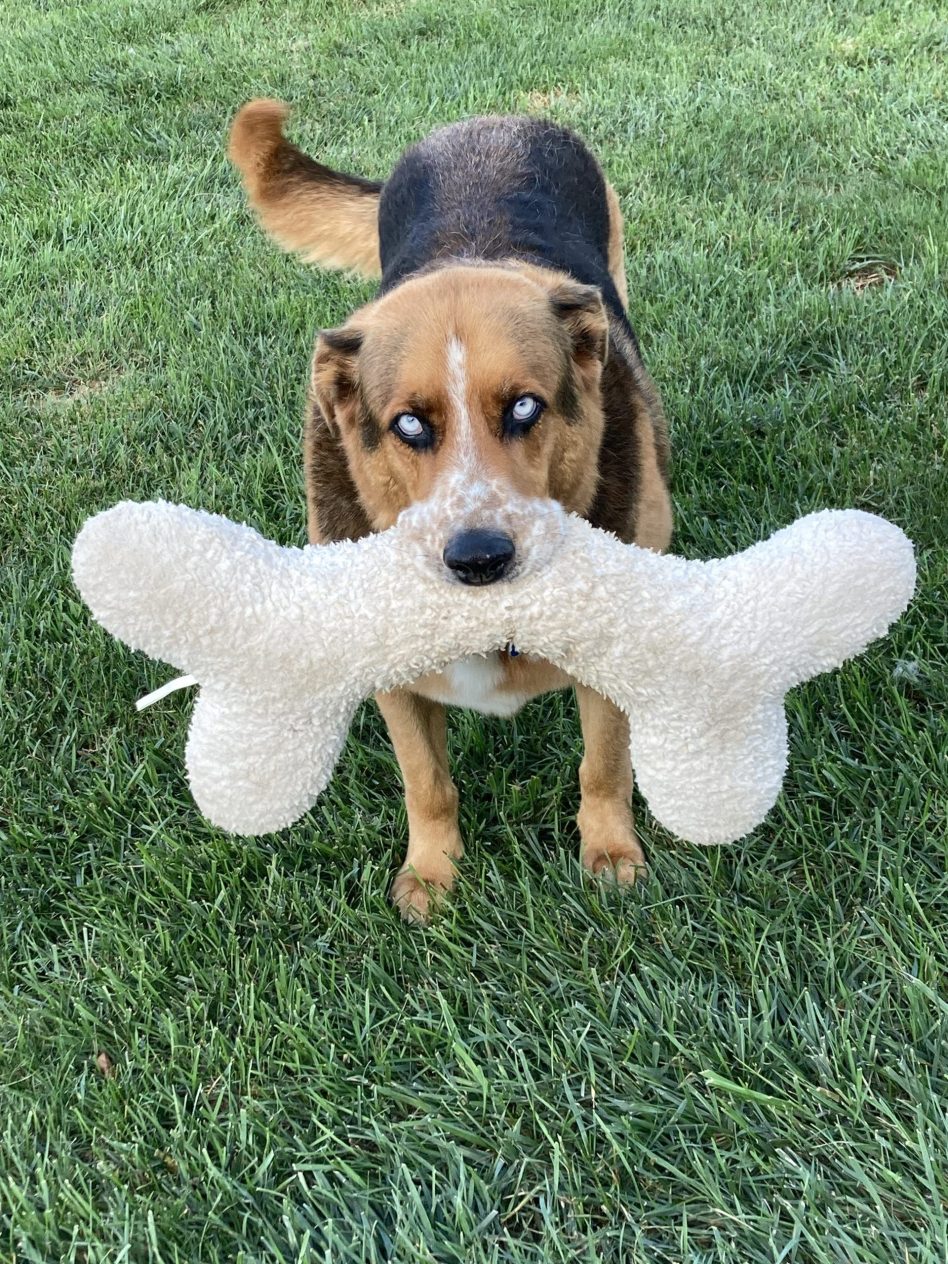 125.jpg-Dog-with-Bone-Petanimals-65-and-older-Second-Place-M.-Schroeder-copy