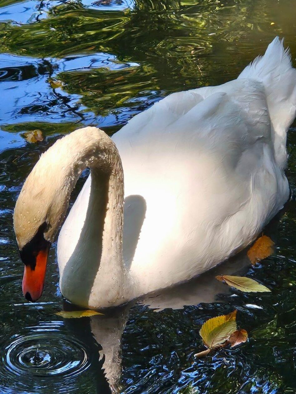a swan on a lake