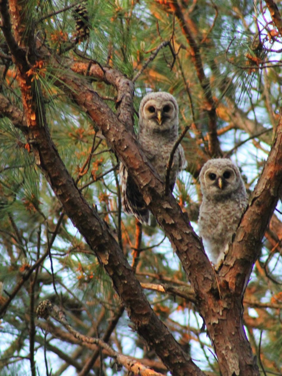 19.jpeg-Owls-Petsanimals-26-64-Third-Place-B.-Johns-copy