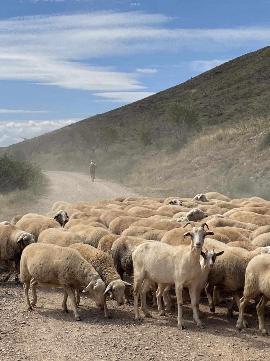 20.png-Sheep-26-64-Petsanimals-First-Place-M.-Baldree
