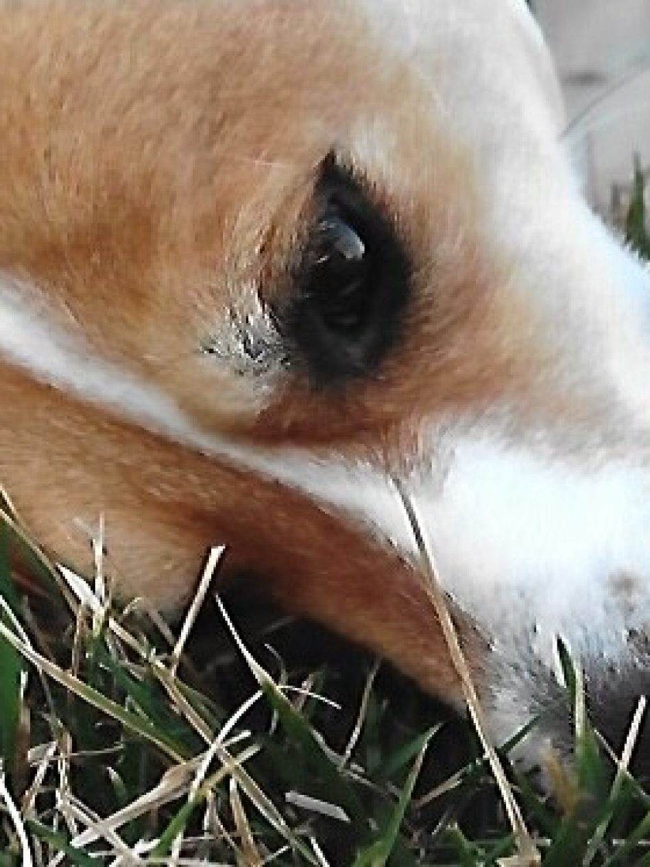 2nd-place-13-younger-Pets-dog-face