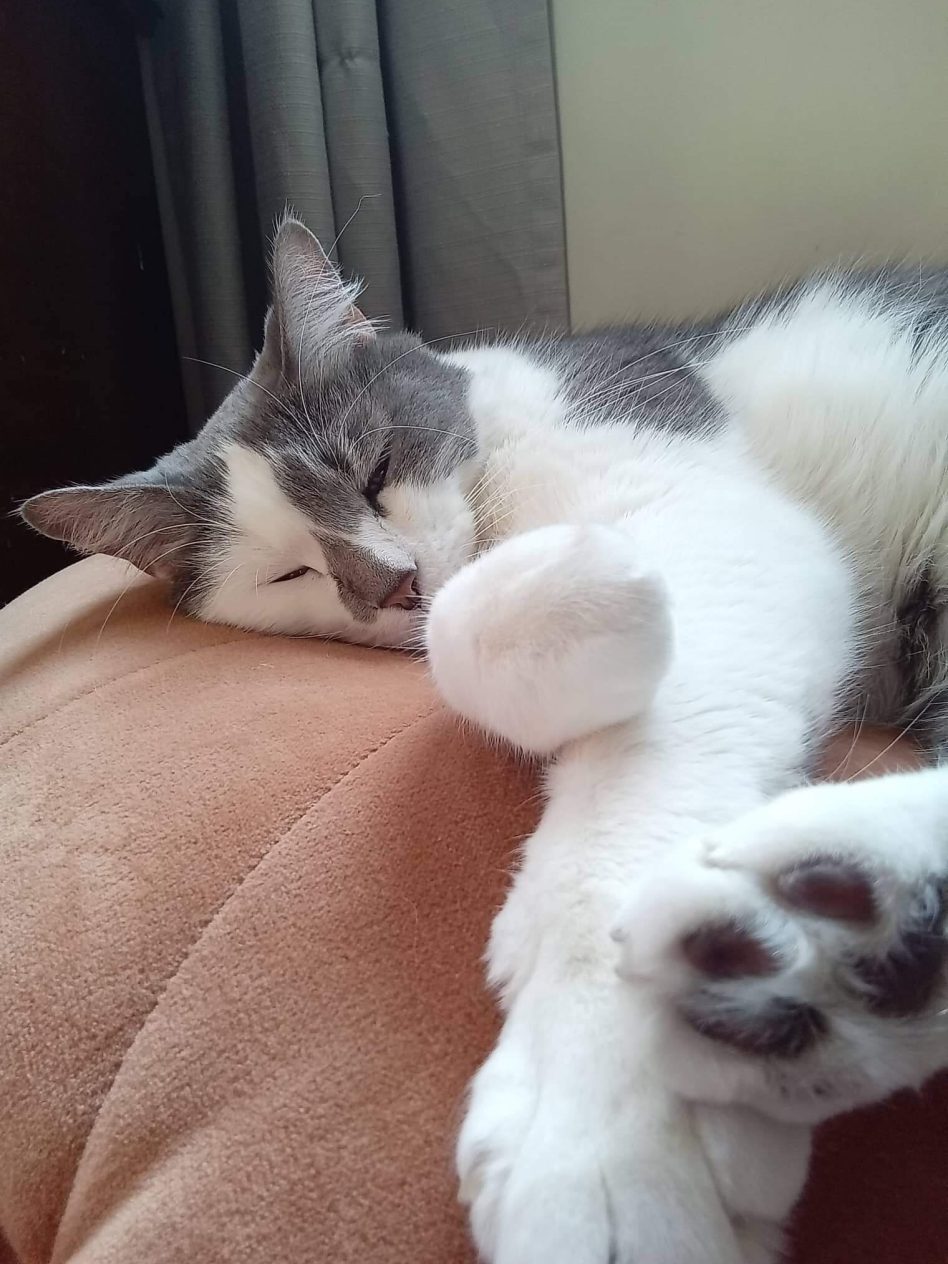 59.jpeg-Sleeping-Kitty-13-younger-Petsanimals-Second-Place-L.-Baker