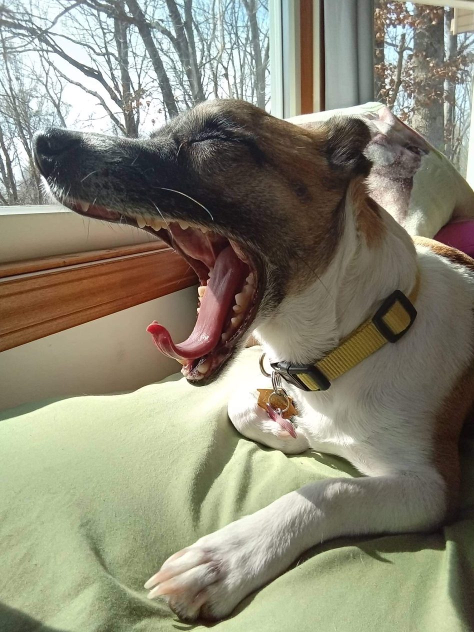60.jpeg-yawning-dog-petsanimals-13-younger-First-place-L.-Baker