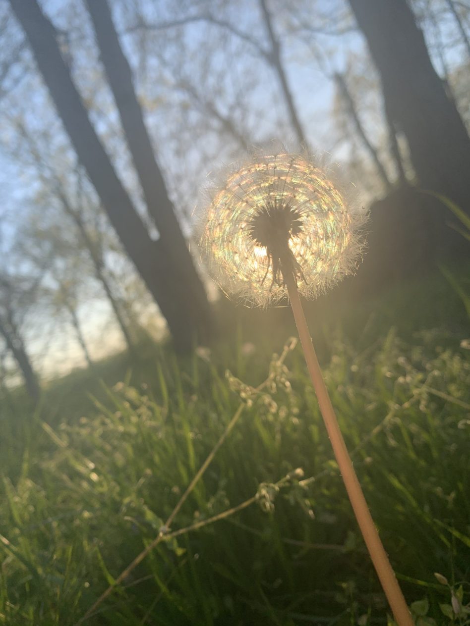70.jpeg-Dandelion-landscape-first-place-14-25-E.-Roethlisberger
