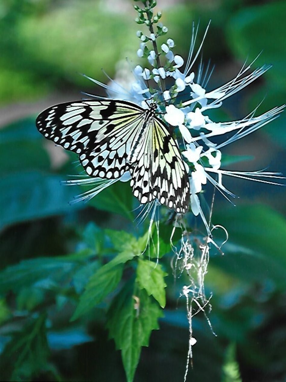 Butterfly-on-flower-65-years-older-Pets-Third-place-T.-Huskey-copy