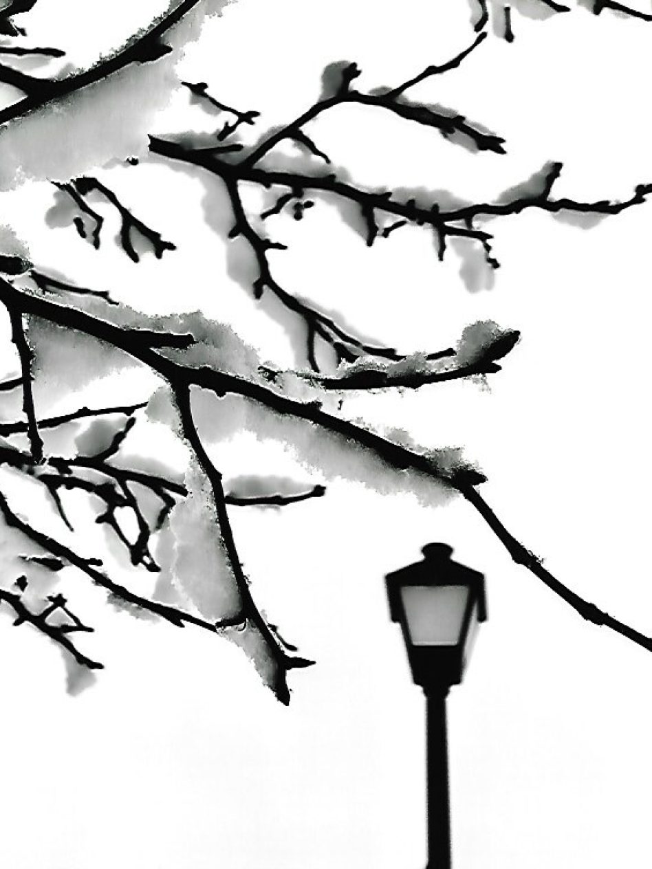 Fresh-snowfall-tree-limb-wsnow-26-64-Monroe-County-Third-place-A.-Bandy-1